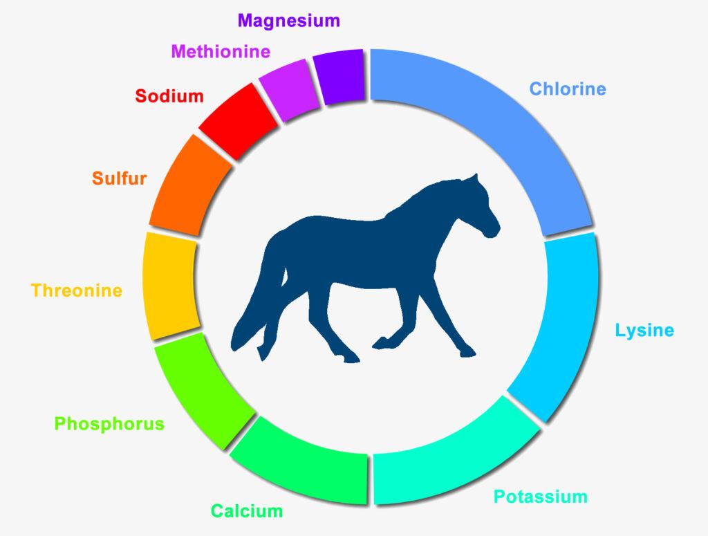 Analyze Your Horse's Diet