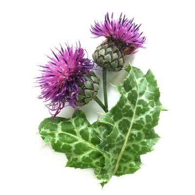 Milk Thistle for Horses