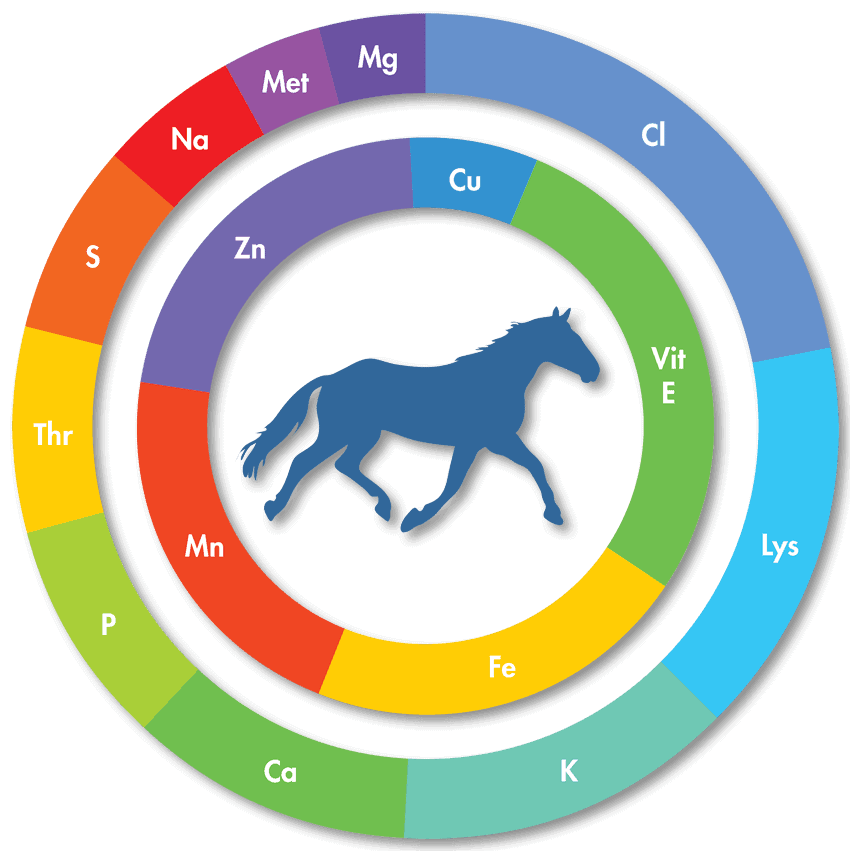 Equine Nutritional Requirements