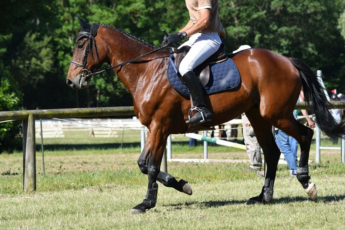 Misoprostol for Horses with Ulcers Effects, Uses and Risks Mad Barn