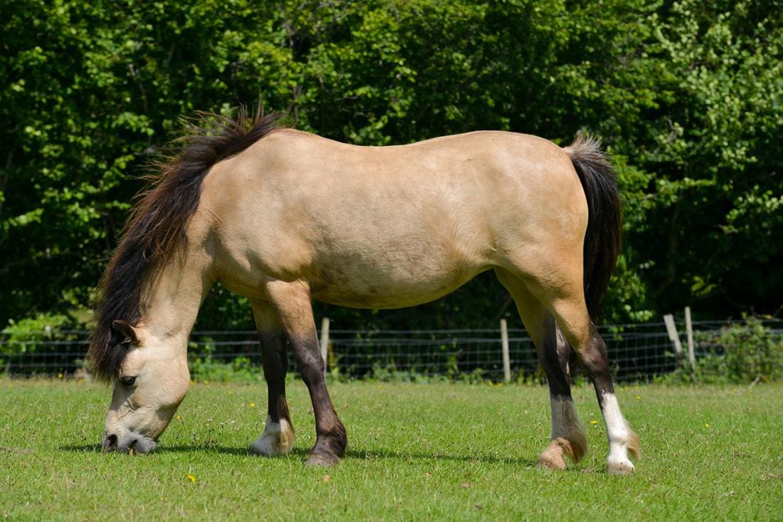 Top 8 Signs of Insulin Resistance (IR) in Horses [List] Mad Barn