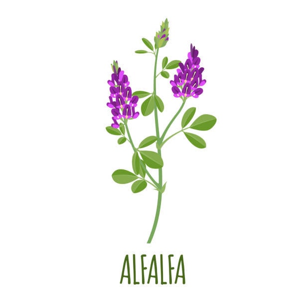 Alfalfa in the Equine Diet
