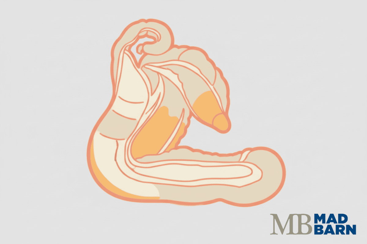 equine-colon - digestive-anatomy