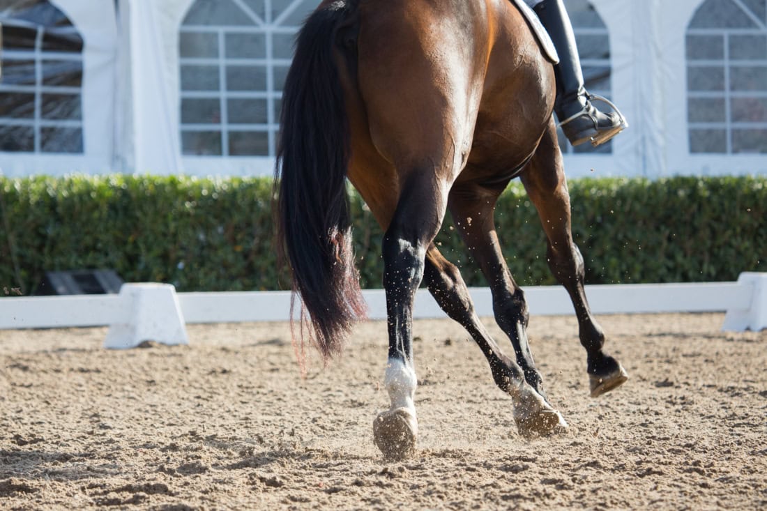 Locking Stifle (Upward Fixation of the Patella) in Horses Causes