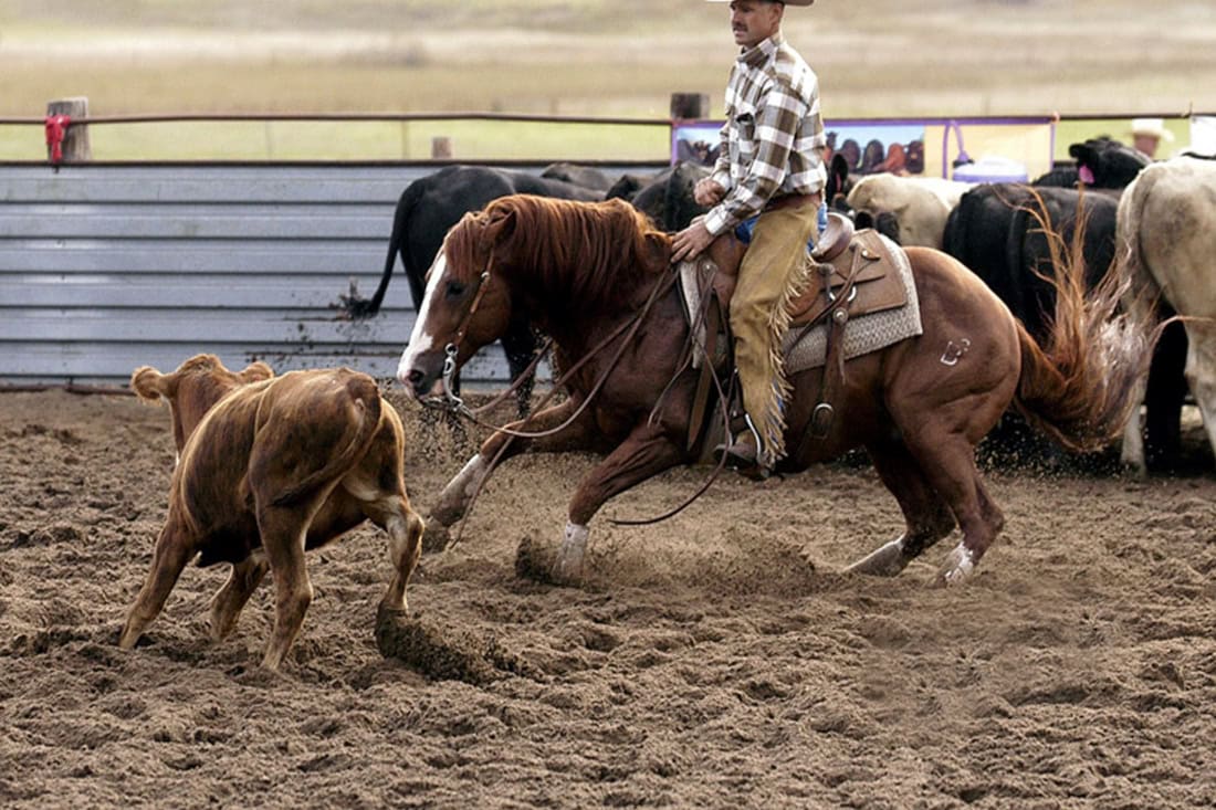 Cutting Horses History, Equestrian Competition & Rules [Discipline