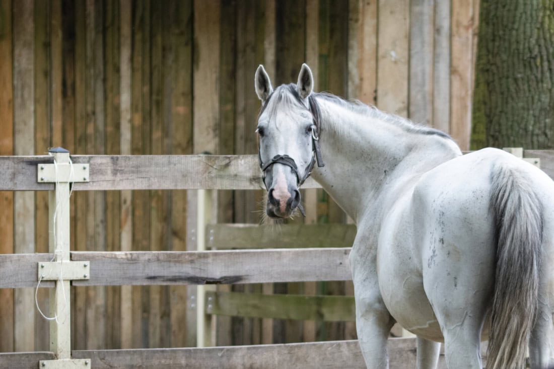 Best Fencing for Horse Farms Safe & Durable Options for Equine